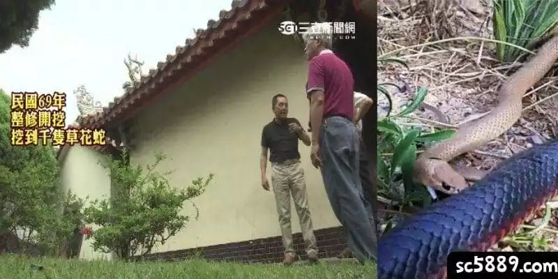 夢到蛇多久要去拜拜？