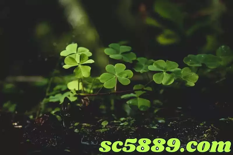 如幸運草般的中六合彩運氣