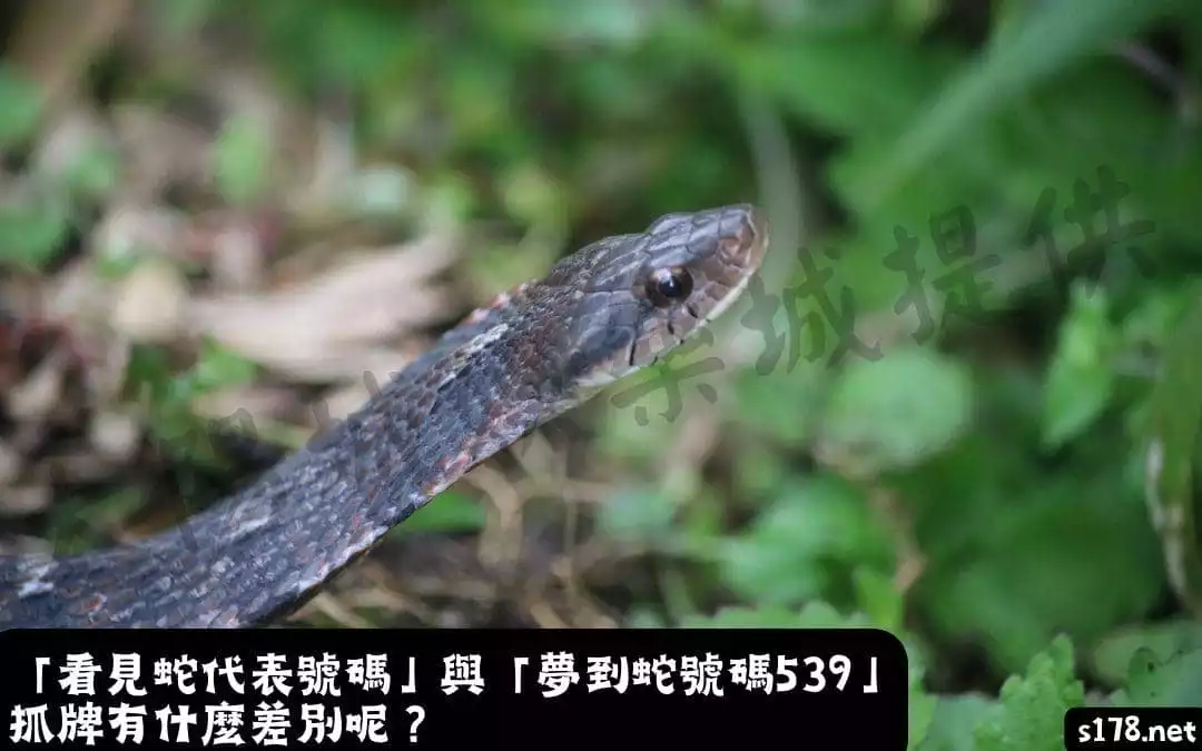 「看見蛇代表號碼」與「夢到蛇號碼539」抓牌有什麼差別呢？